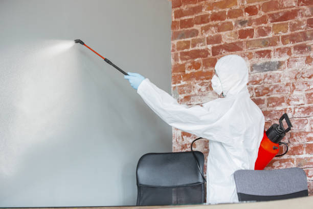 Trusted Lake Wissota, WI Mold Removal Experts